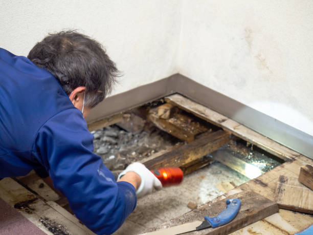 Best Black Mold Removal  in Channel Lake, IL