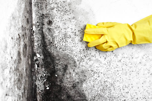 Office Mold Removal Services in Channel Lake, IL