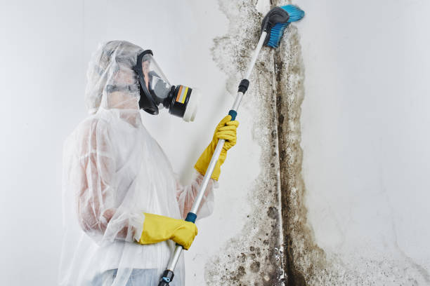 Best Toxic Mold Removal  in Channel Lake, IL