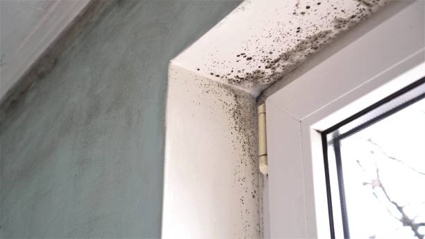 Best Mold Testing  in Channel Lake, IL